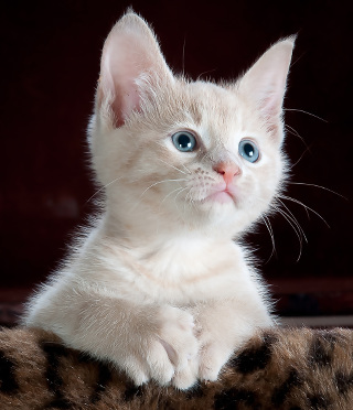 A pleasant white kitten.